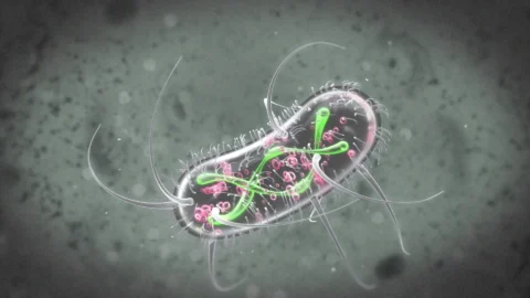 eColi